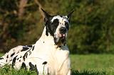 DOGUE ALLEMAND 887